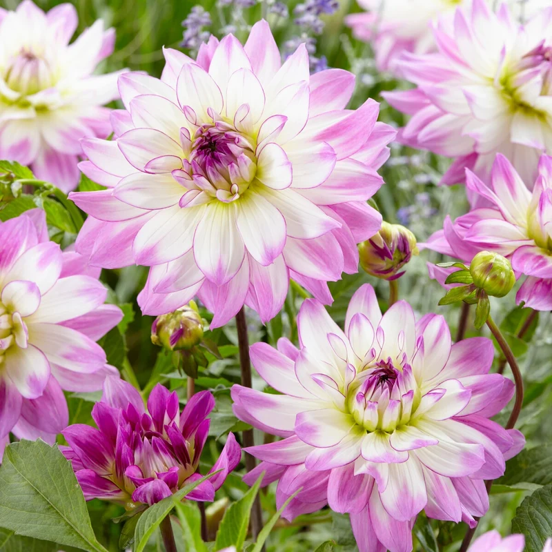 Große Dahlien Mischung (x5)