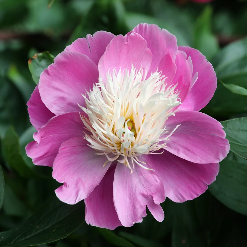 Pfingstrose Bowl of Beauty