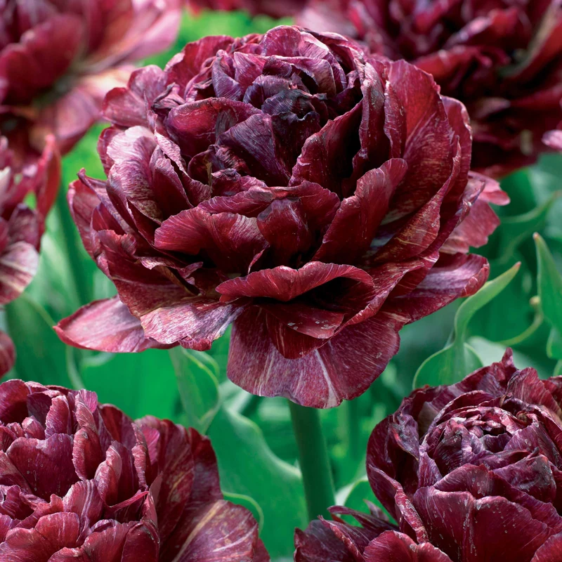 Pfingstrose Tulpe 'Nachtwacht' (x5)