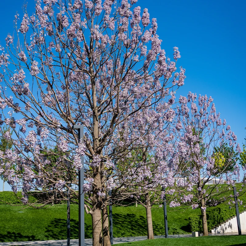 Blauglockenbaum