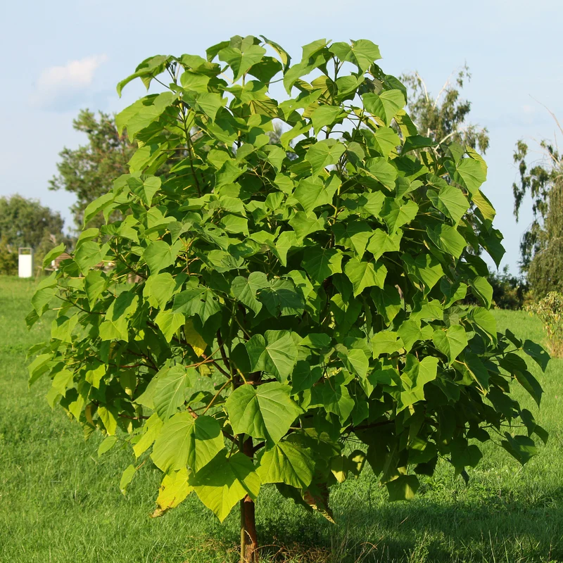 Blauglockenbaum