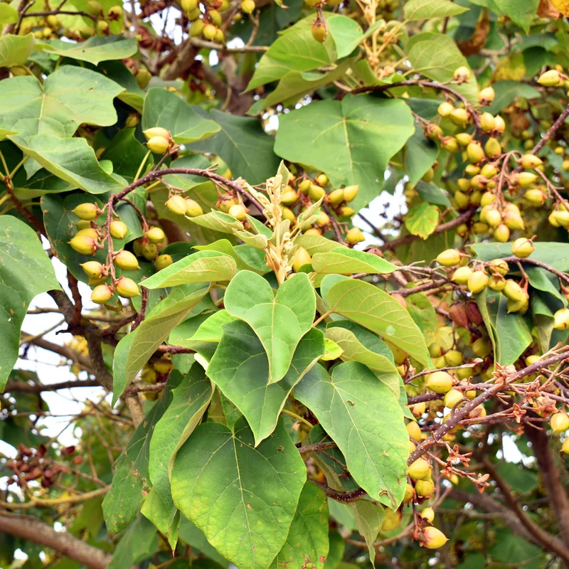 Blauglockenbaum