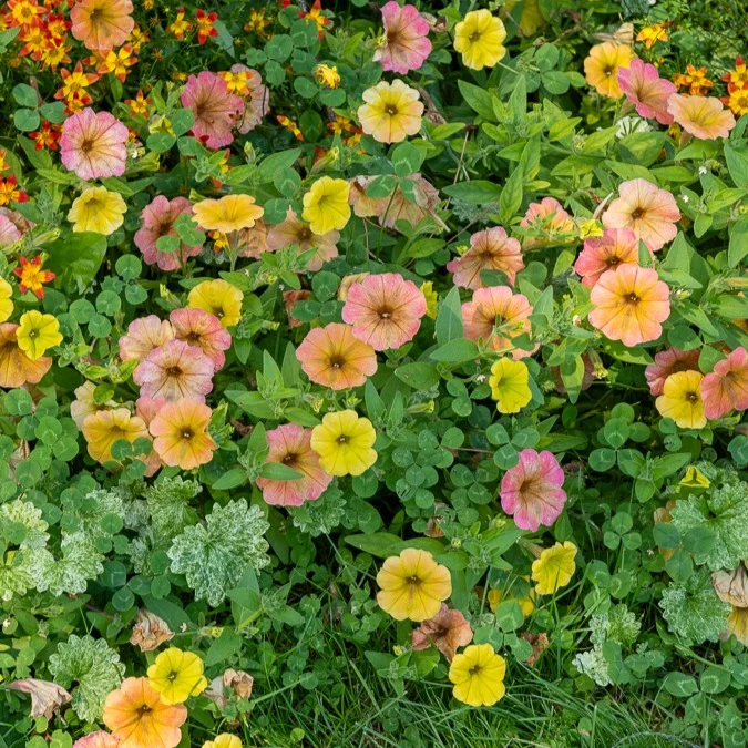 Hängepetunien 'Indian Summer' (x3)