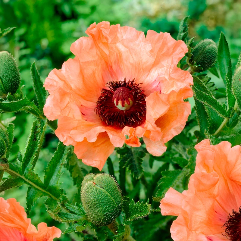 Orientalischer Mohn Effendi (x3)