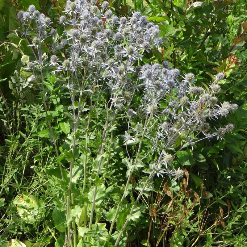 Flachblatt-Mannstreu