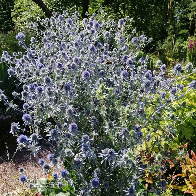 Flachblatt-Mannstreu