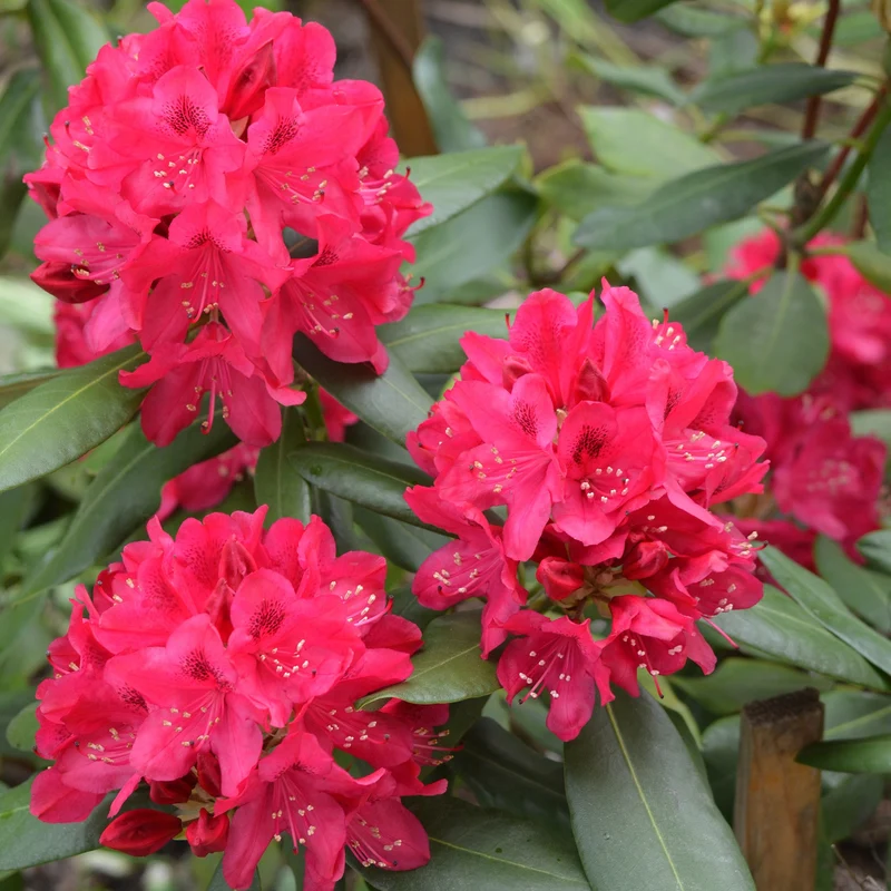 Alpenrose 'Nova Zembla'