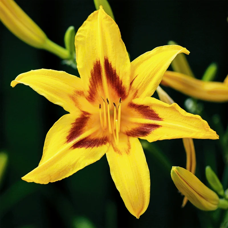 Taglilie ‘Bonanza’