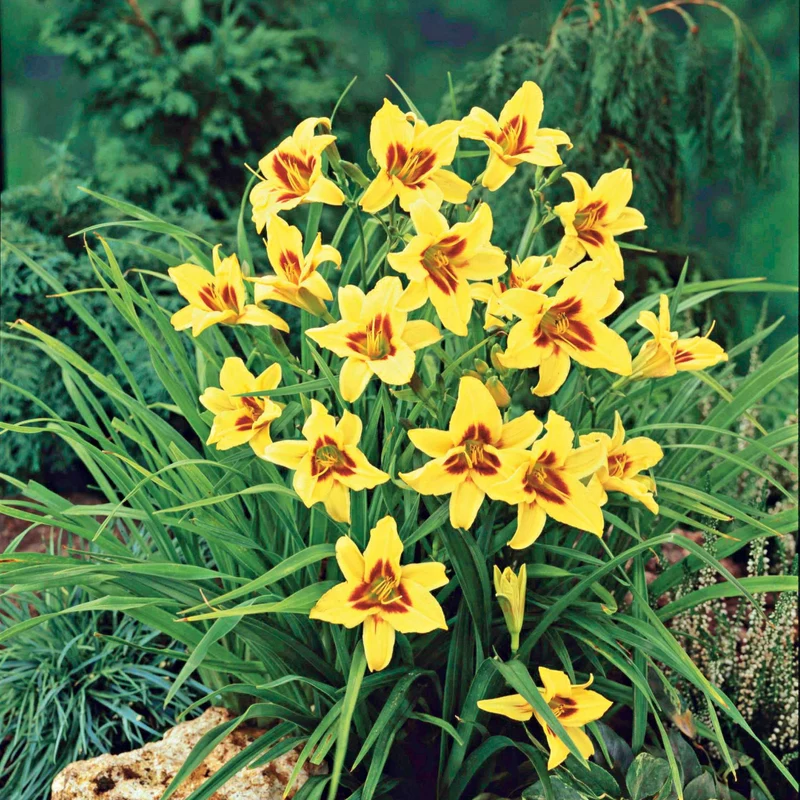 Taglilie ‘Bonanza’