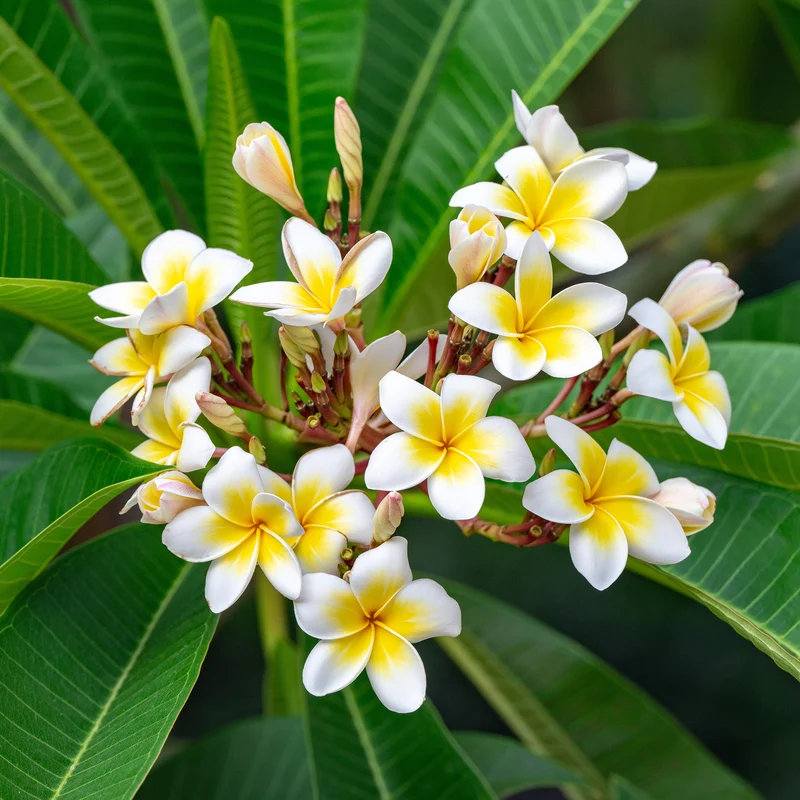 Frangipani