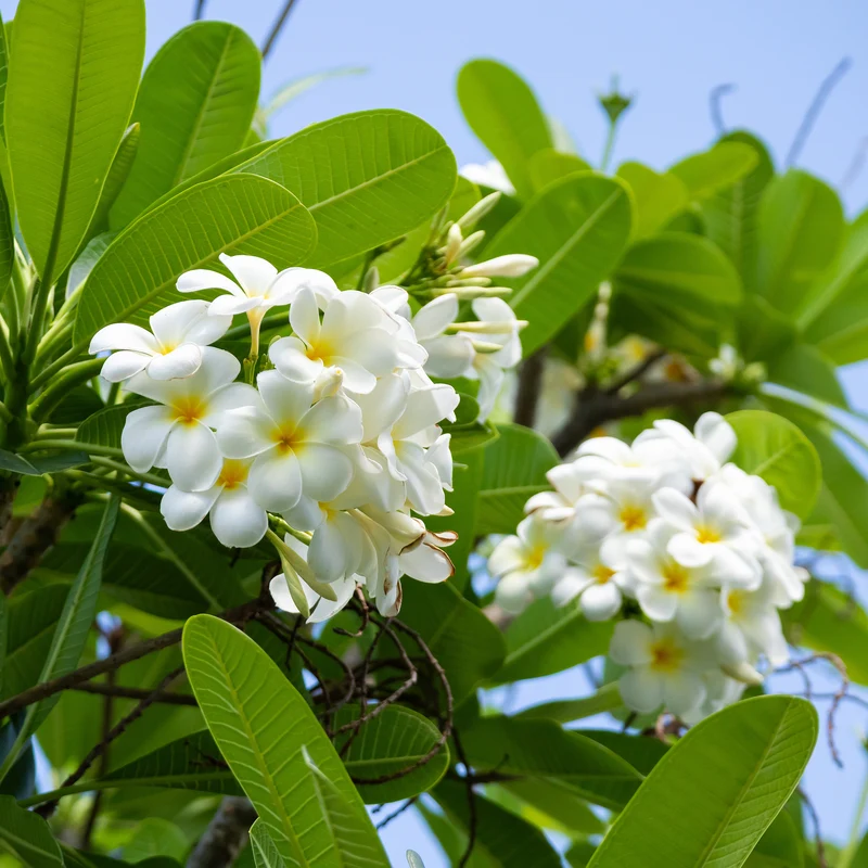 Frangipani