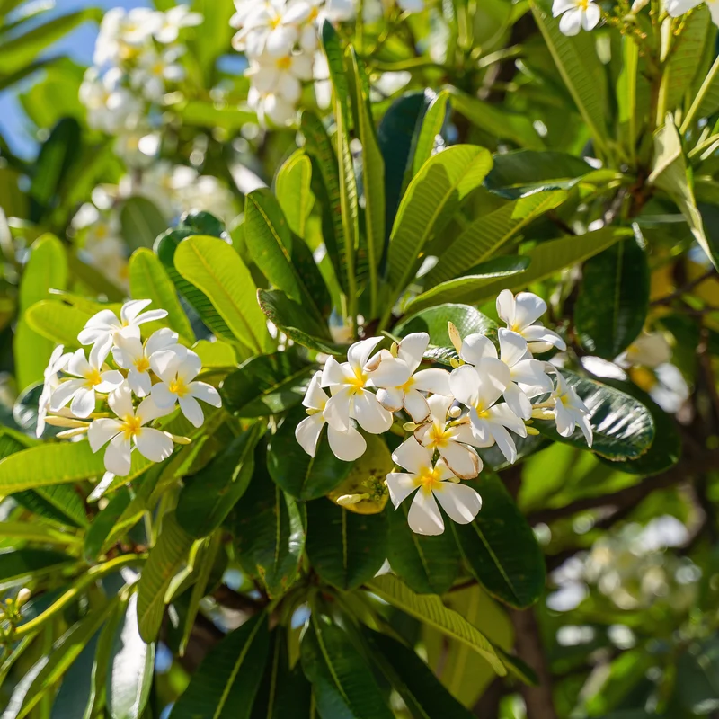 Frangipani