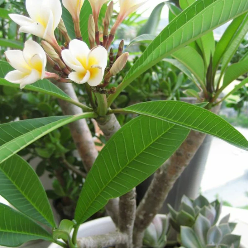 Frangipani