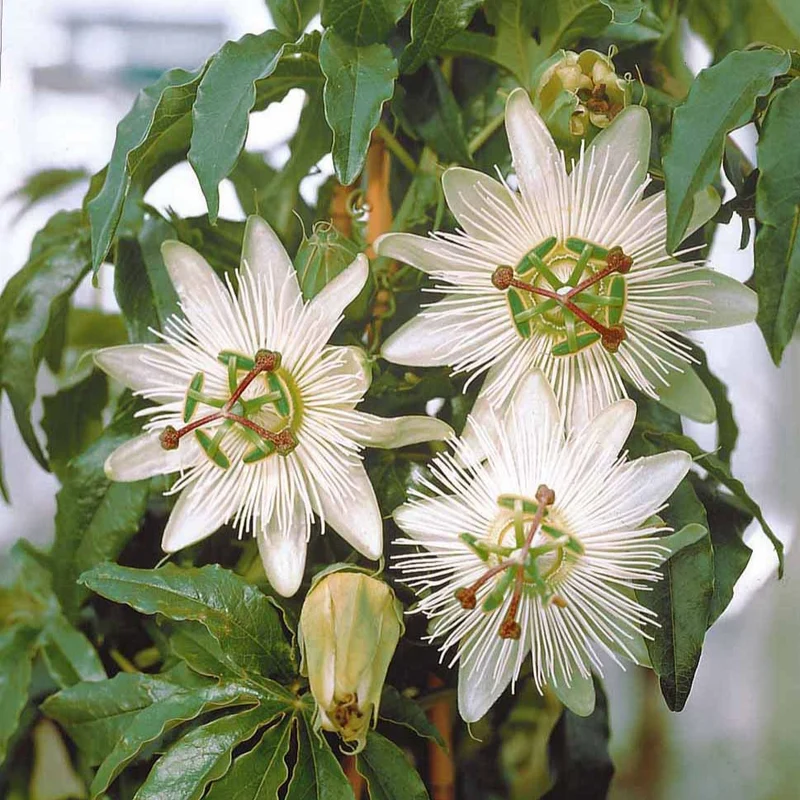 Passionsblume 'Constance Elliot'