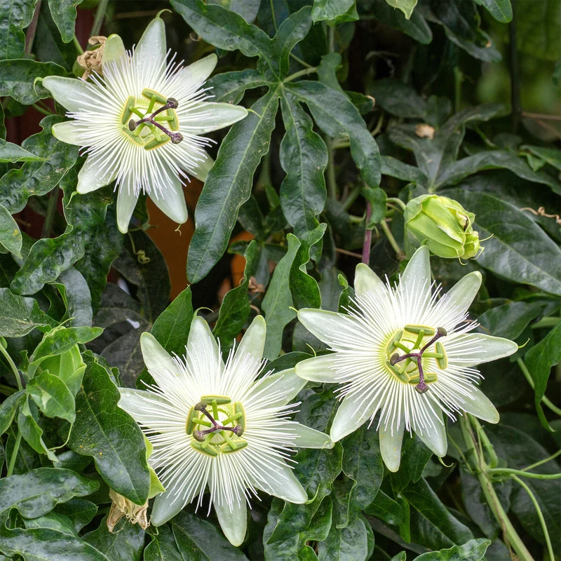 Passionsblume 'Constance Elliot'