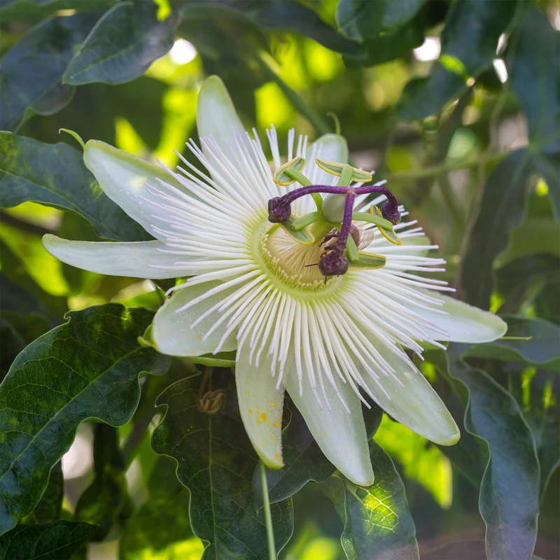 Passionsblume 'Constance Elliot'