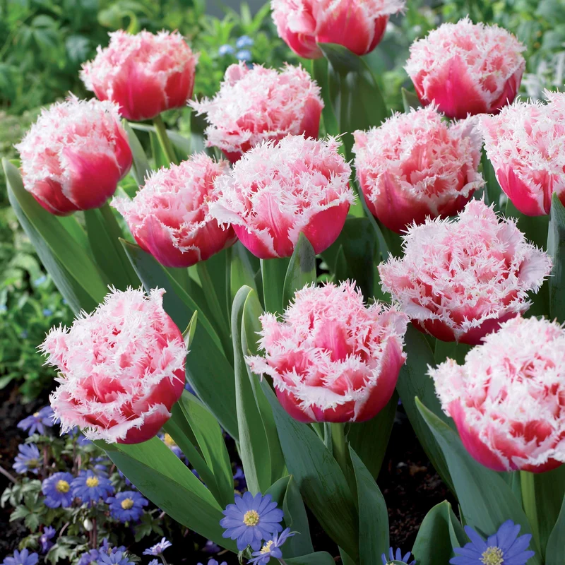 Gefranste, gefüllte Tulpe ‘Queensland’ (x5)