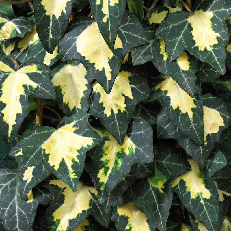 Efeu ‘Goldheart’