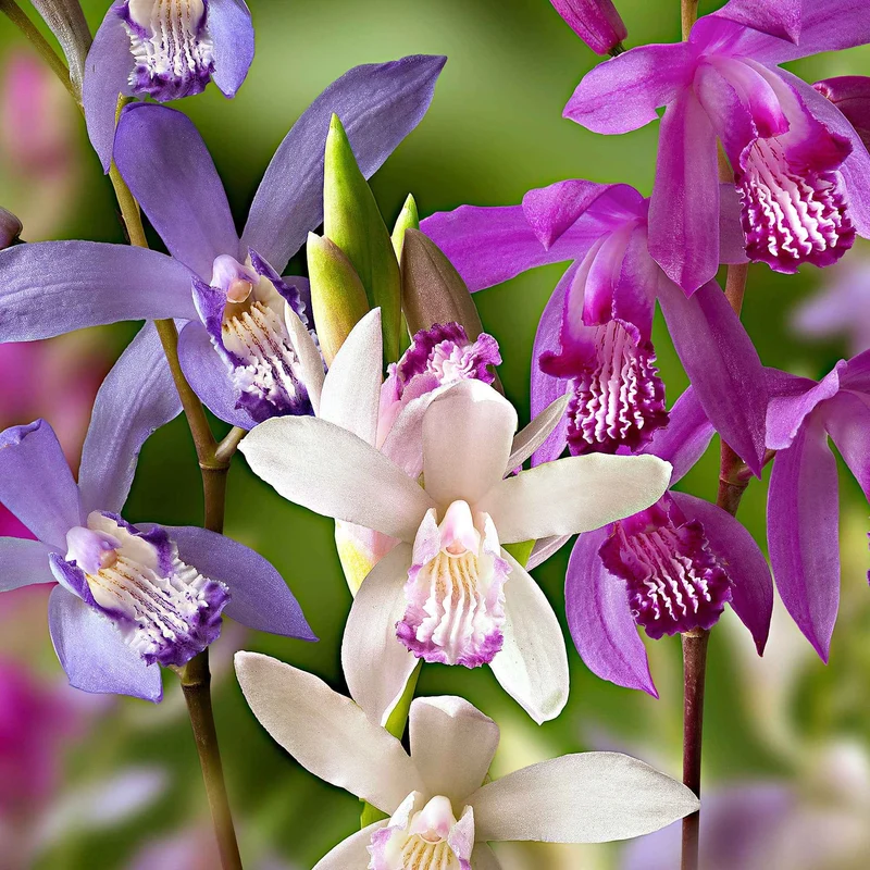 Gartenorchidee (x3)