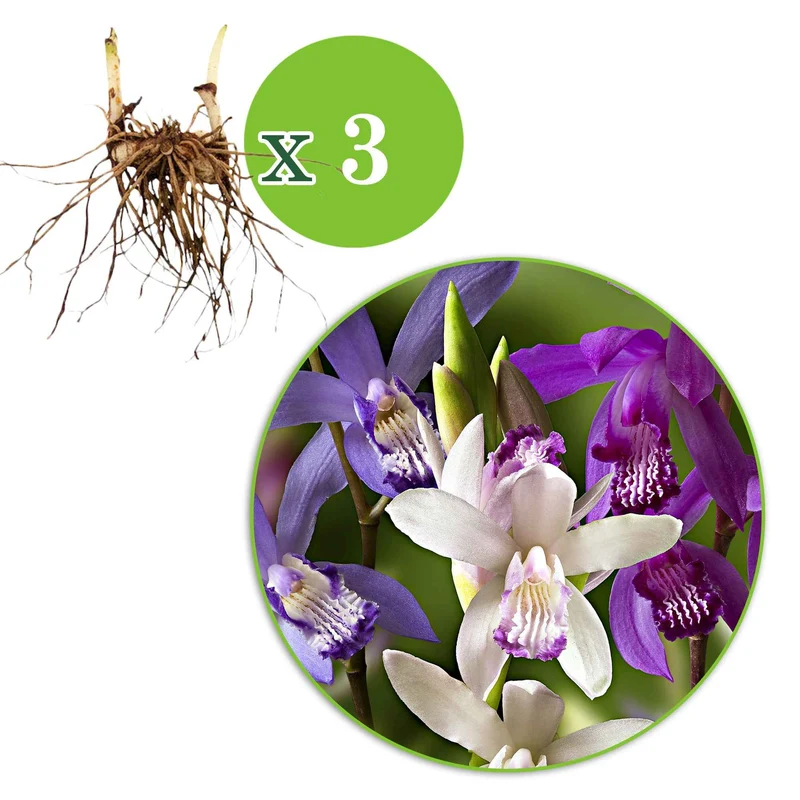 Gartenorchidee (x3)