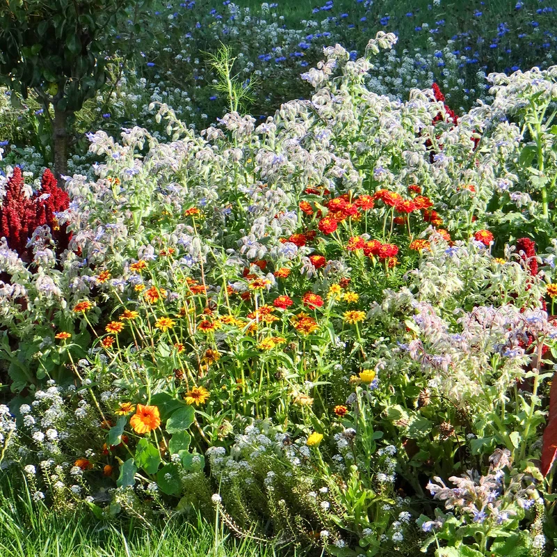 Blumenmischung gegen Schnecken
