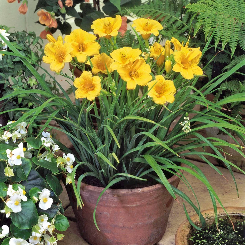 Taglilie ‘Stella de Oro’