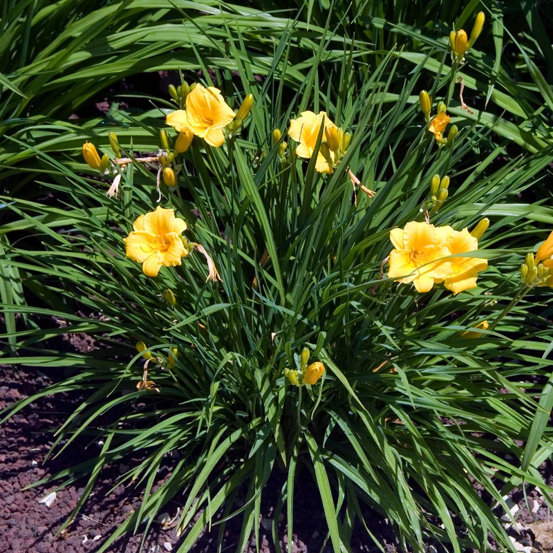 Taglilie ‘Stella de Oro’