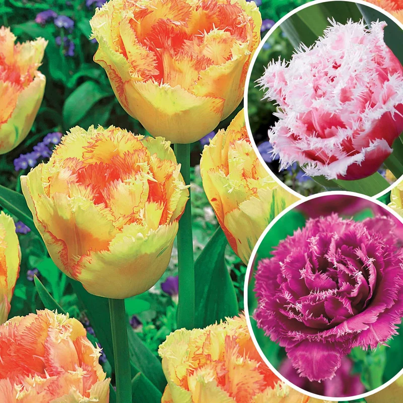 Gefranste Tulpen Kollektion: 'Queensland' + 'Mascotte' + 'Vaya con Dio' (x15)