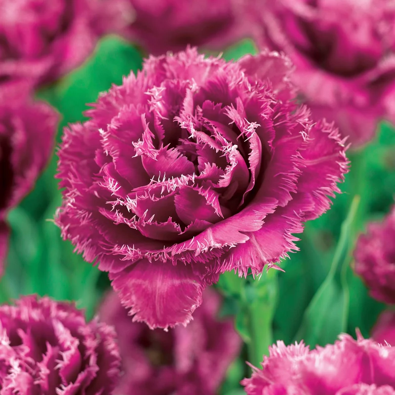 Gefranste Tulpen Kollektion: 'Queensland' + 'Mascotte' + 'Vaya con Dio' (x15)