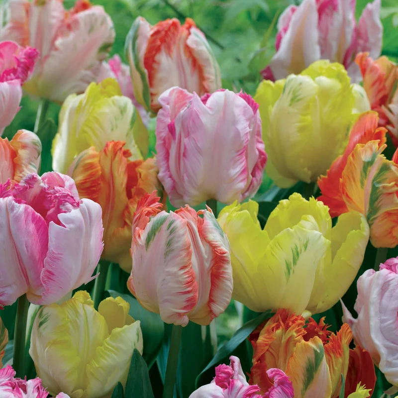 Papageien-Tulpen Pastellmix (x18)