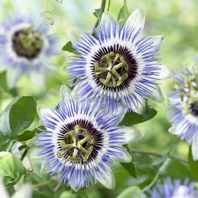 Passionsblume Clear Sky