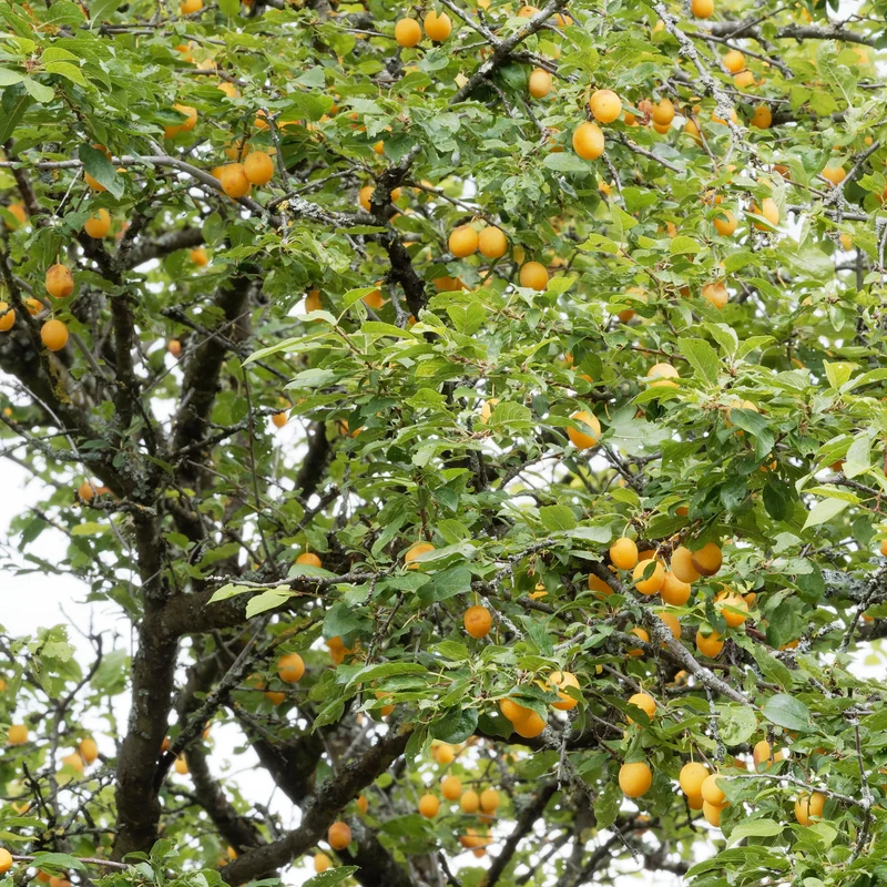 Pflaume Mirabelle von Nancy