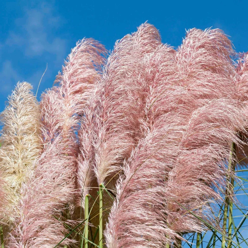 Pampasgras Cortaderia 'Rosea'