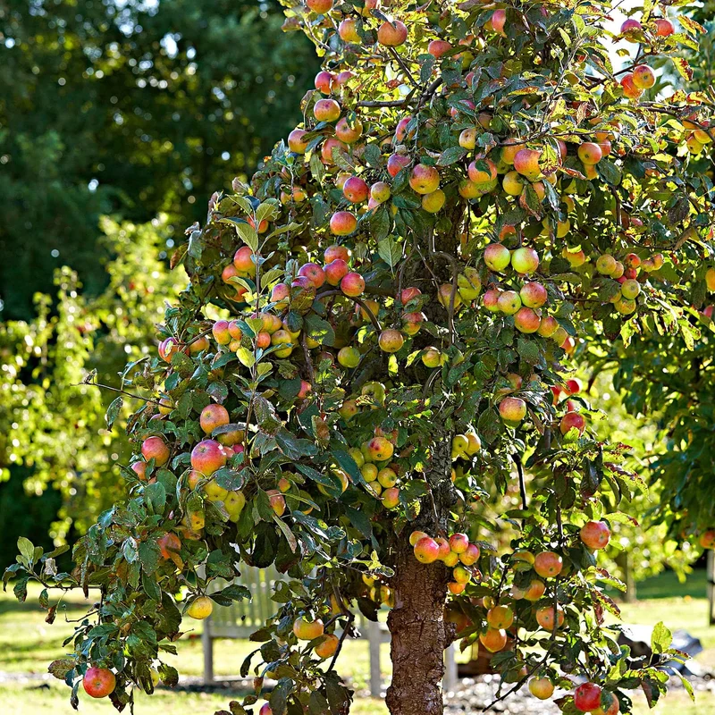 Apfel Elstar