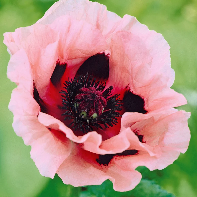 Orientalischer Mohn 'Little Candy Floss' (x3)