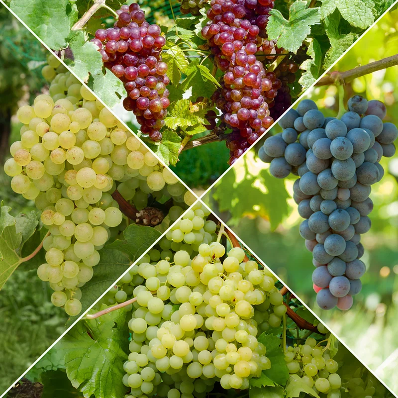Weinreben-Kollektion (x4)