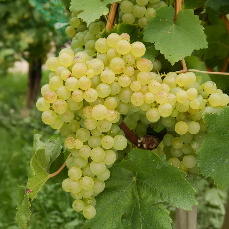 Weinreben-Kollektion (x4)