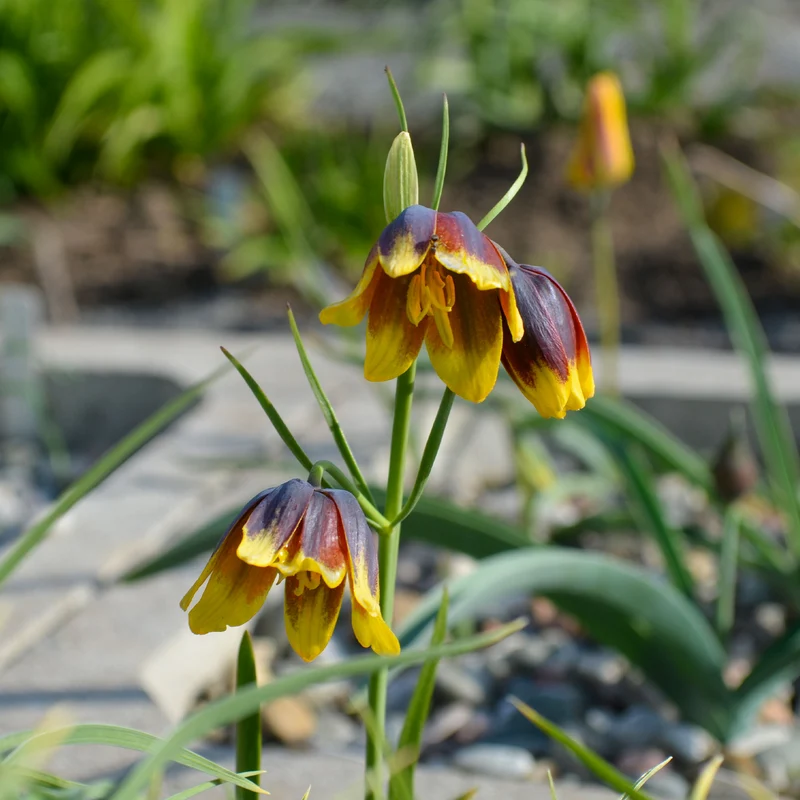 Fritillarien Uva Vulpis (x10)