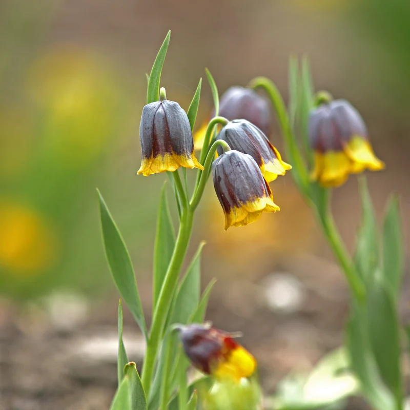 Fritillarien Uva Vulpis (x10)