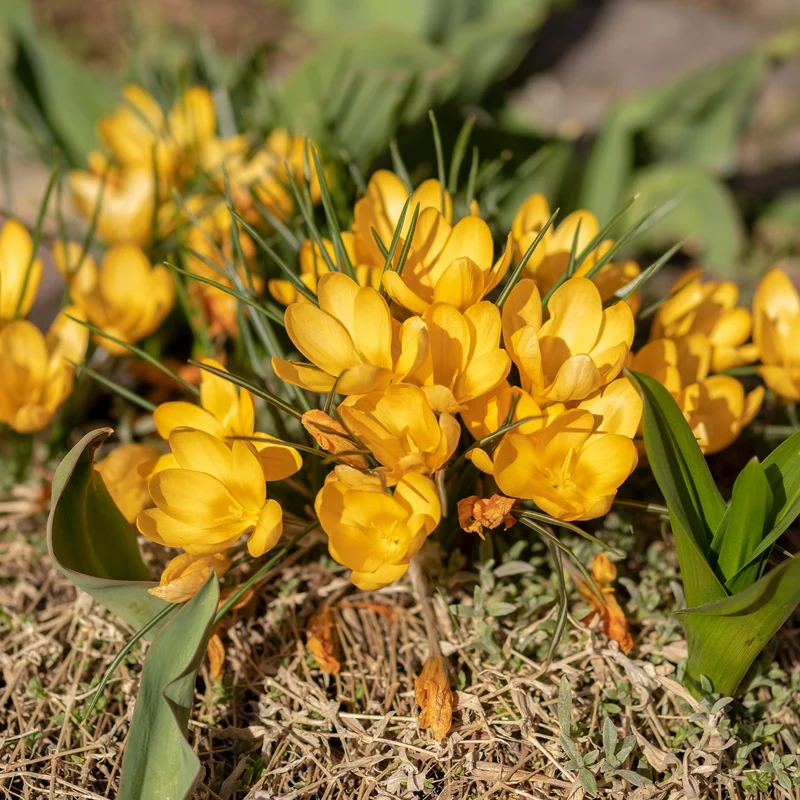 Krokusse Gelbe Riesen (x15)