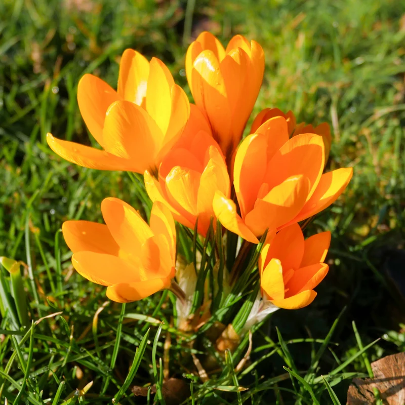 Krokusse Gelbe Riesen (x15)