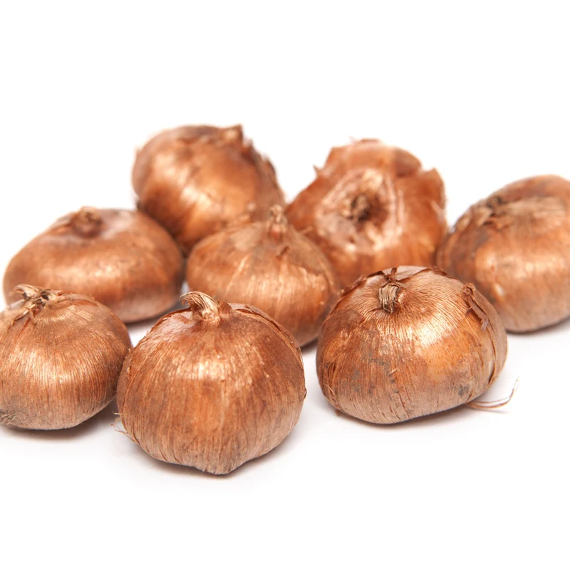 Krokusse Gelbe Riesen (x15)