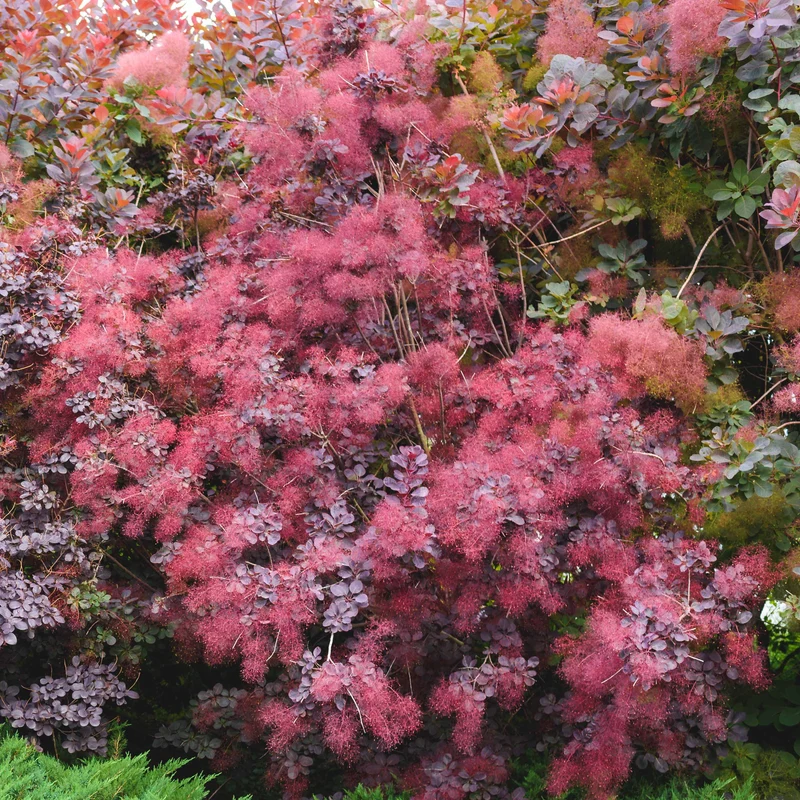 Perückenstrauch Royal Purple
