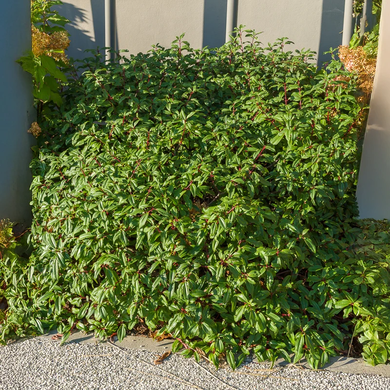Kissen-Schneeball (immergrün)