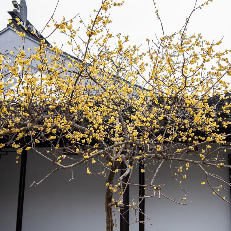 Winterblüte
