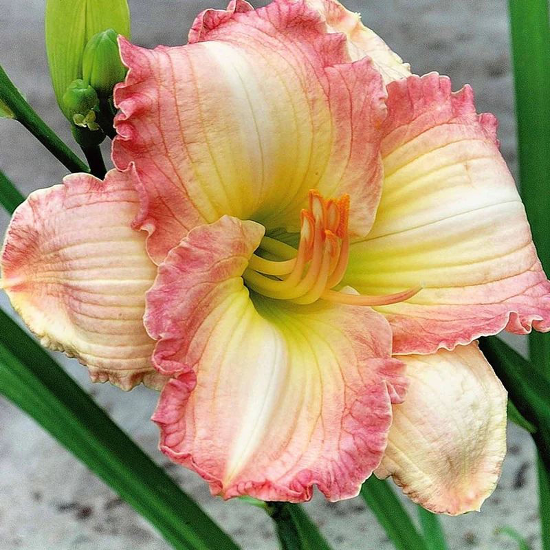 Taglilie ‘Frosted Vintage Ruffles’ Serie 500 (x3)