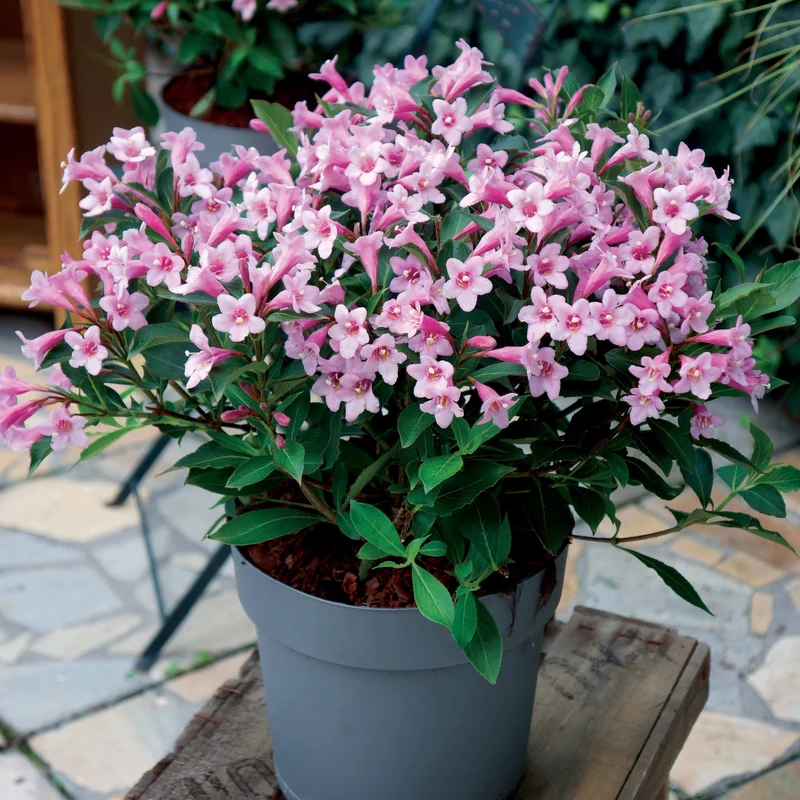 Weigelie Pink Poppet®