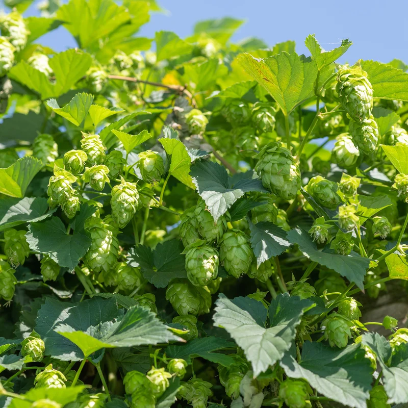 Hopfen