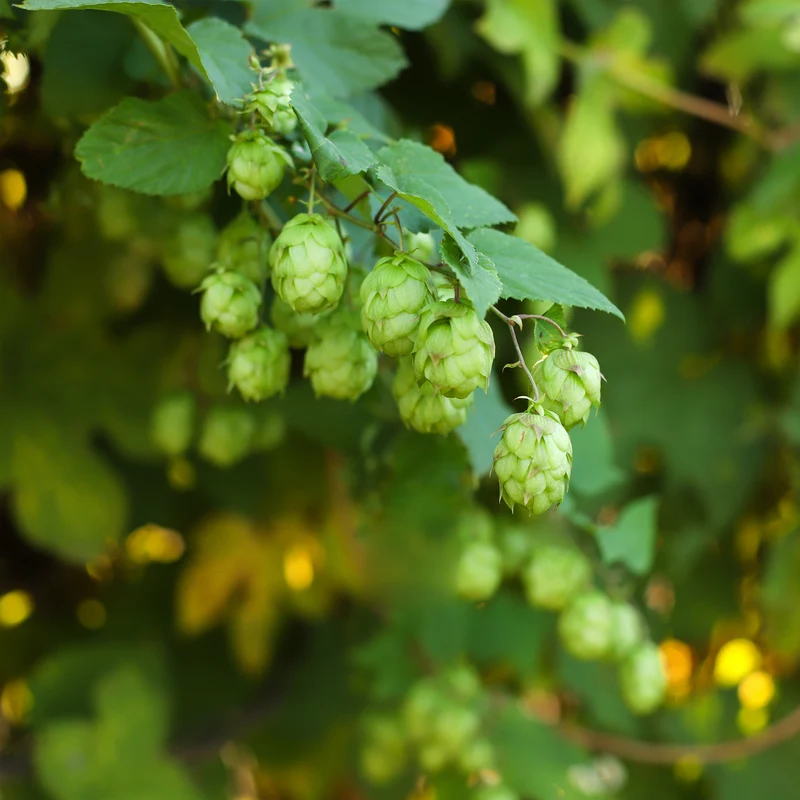 Hopfen