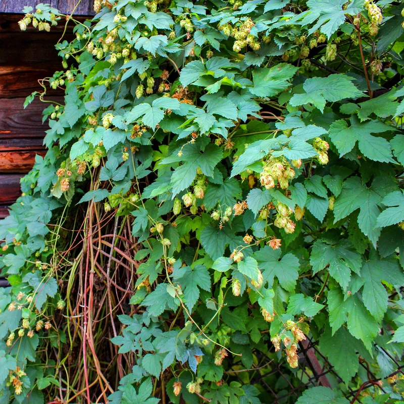 Hopfen